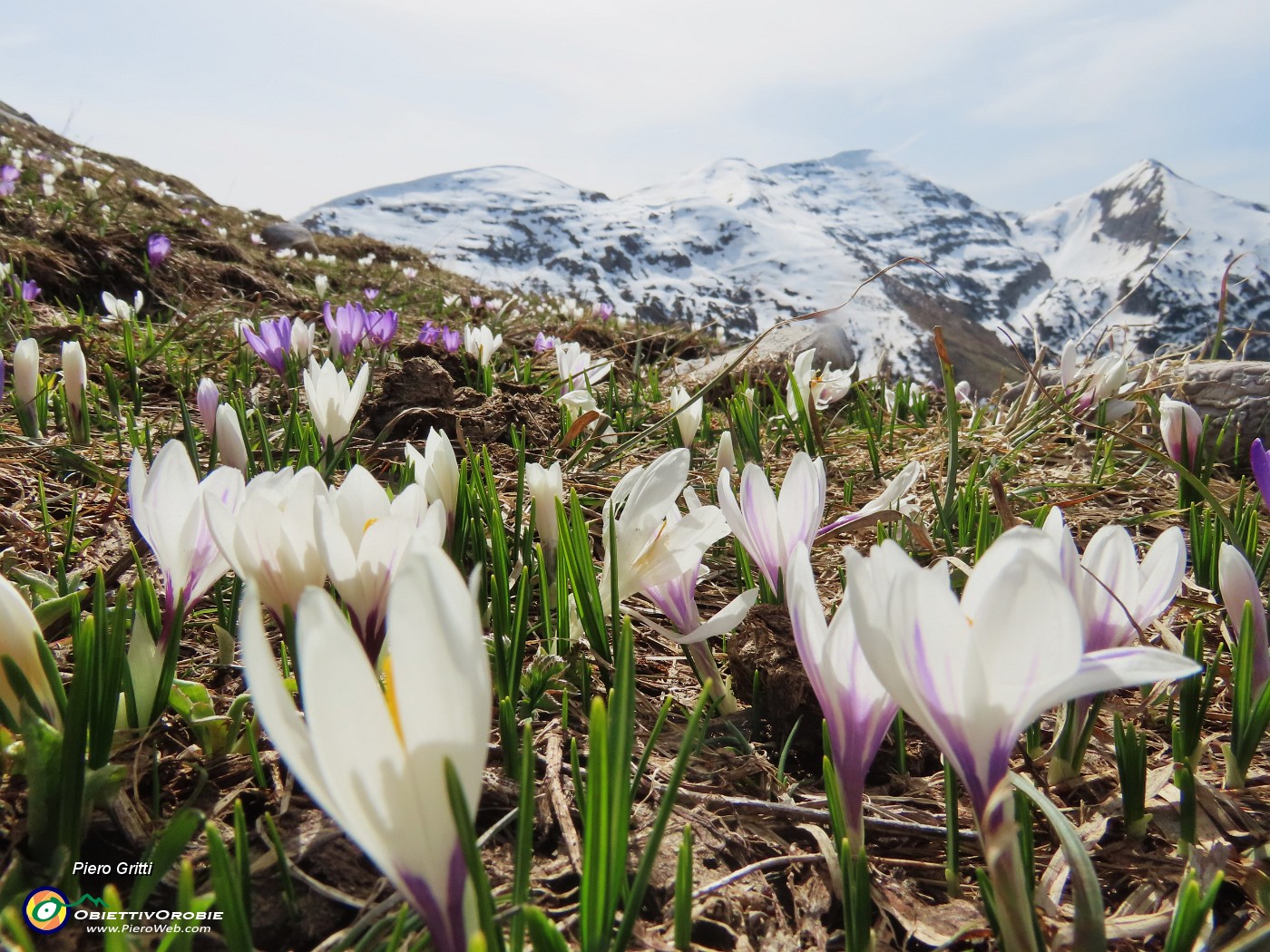 33 Crocus vernus (Zafferano maggiore) con vista in Cimetto-Foppazzi-Grem.JPG